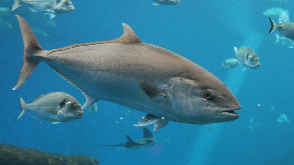 Für eine Verbesserung der Kontrolle von Thunfisch-Produkten, vom Fang bis zum Endverbraucher, gibt es bereits Zusagen.